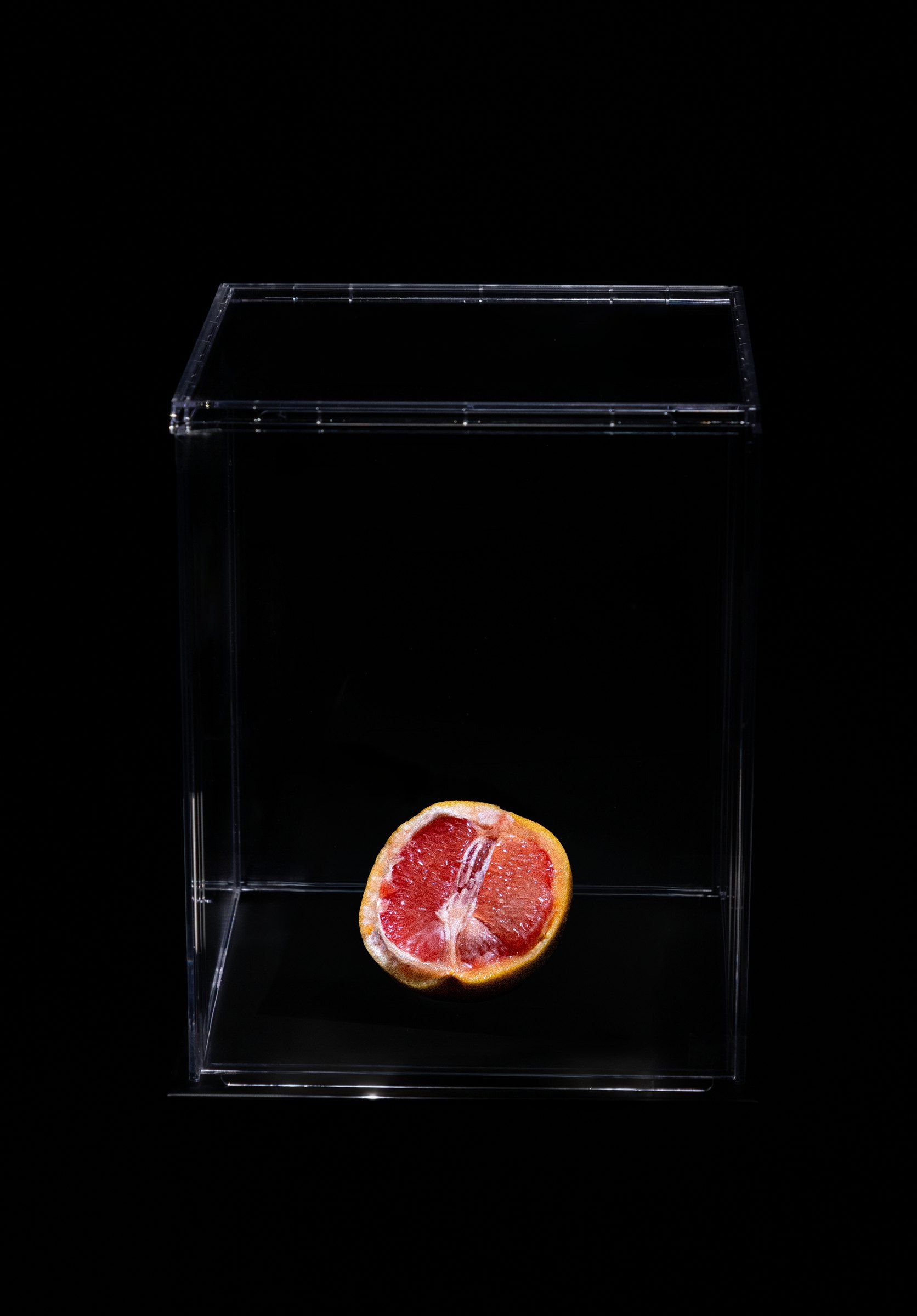 Mezzo pompelmo rosso chiuso in una teca di plexiglass